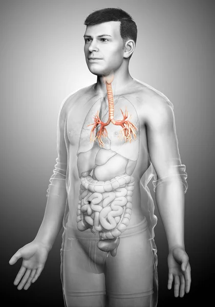 Ilustrace Larynx Trachea Bronchi Část Dýchacího Ústrojí — Stock fotografie