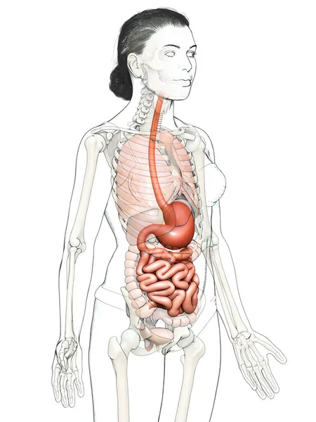 Renderowane Medycznie Dokładna Ilustracja Żeńskiego Żołądka Jelita Cienkiego — Zdjęcie stockowe