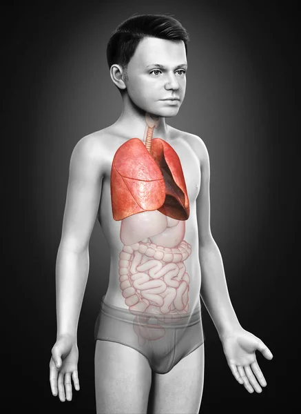 Illustration Médicalement Précise Une Anatomie Pulmonaire Jeune Garçon — Photo