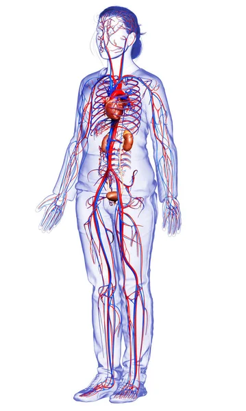 Візуалізація Медично Точна Ілюстрація Жіночих Нирок Системи Кровообігу — стокове фото