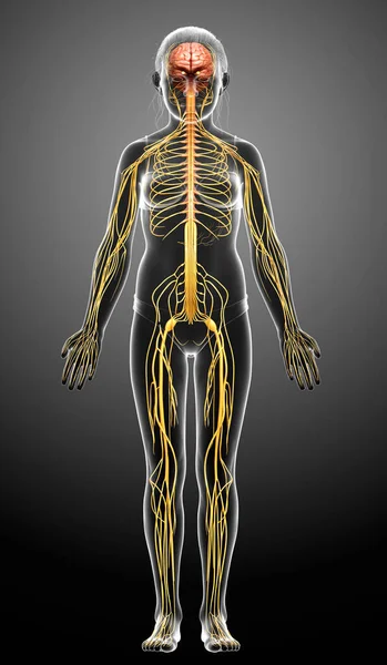 Renderowane Medycznie Dokładna Ilustracja Młodej Dziewczyny System Nerwowy — Zdjęcie stockowe