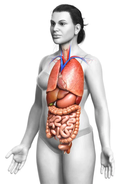 Reso Illustrazione Clinicamente Accurata Organi Interni Femminili — Foto Stock