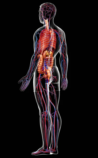 Provedená Lékařsky Přesná Ilustrace Mužského Oběhového Systému Vnitřních Orgánů — Stock fotografie
