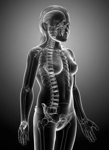 Rendered Medically Accurate Illustration Young Girl Skeleton System — Stock Photo, Image