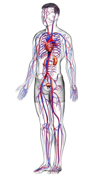 Weergegeven Medisch Nauwkeurige Illustratie Van Nieren Bloedsomloop — Stockfoto