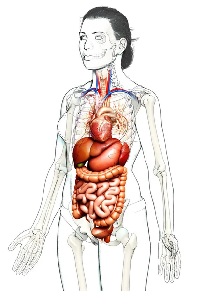 여성의 내장을 의학적으로 정확하게 묘사하였다 — 스톡 사진