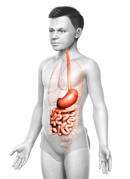 Renderizado Ilustração Medicamente Precisa Estômago Menino Intestino Delgado — Fotografia de Stock