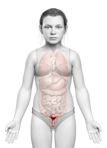 Renderizado Ilustración Médicamente Precisa Anatomía Del Útero Niña —  Fotos de Stock
