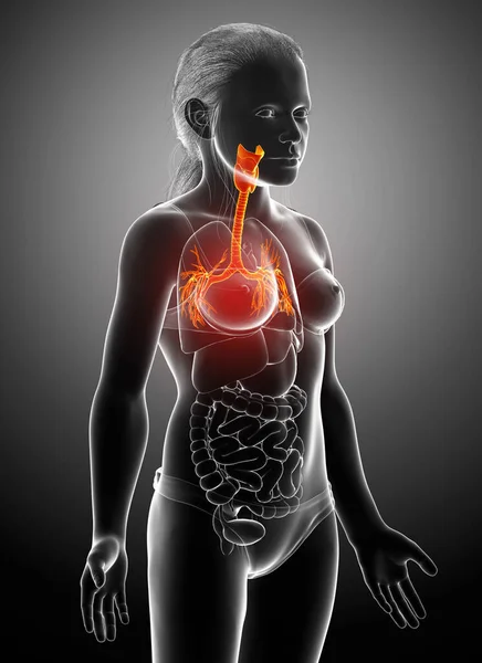 Ilustración Laringe Trachea Bronchi Parte Del Sistema Respiratorio — Foto de Stock