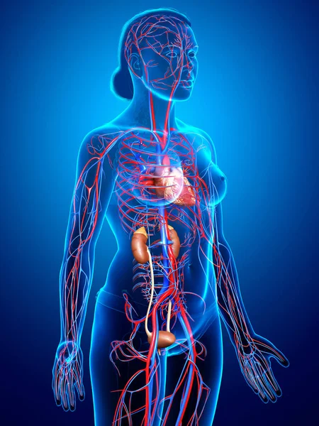 3D对女性肾脏和循环系统进行了精确的医学描述 — 图库照片