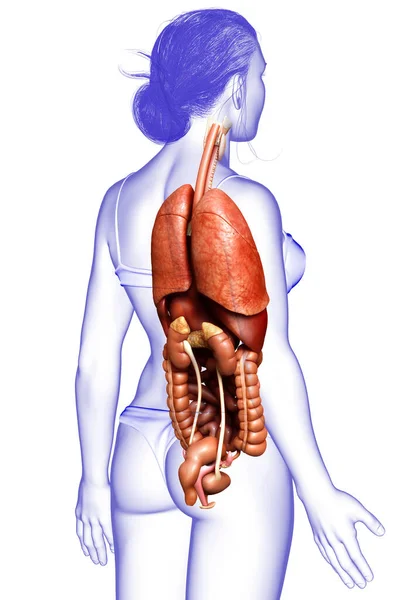 Оказана Медицинская Точная Иллюстрация Женских Внутренних Органов — стоковое фото