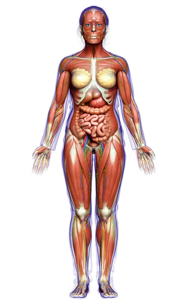 의학적으로 여성의 구조를 정확하게 묘사하였다 — 스톡 사진
