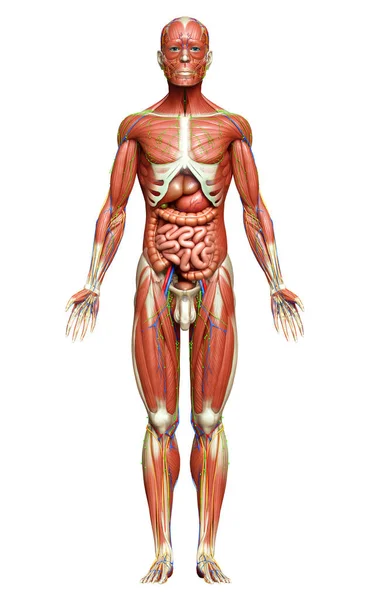 Tıbbi Olarak Erkek Anatomisini Doğruluyor — Stok fotoğraf