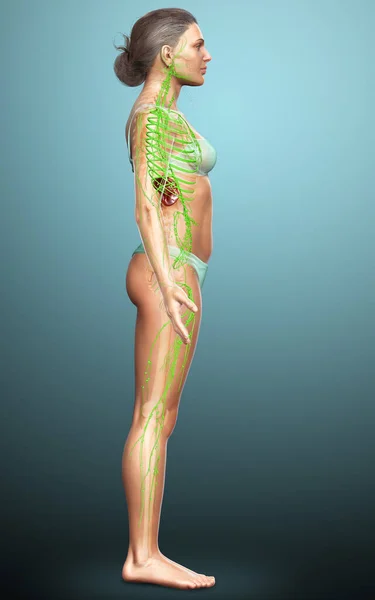 Gerenderte Medizinisch Genaue Darstellung Eines Weiblichen Lymphsystems — Stockfoto