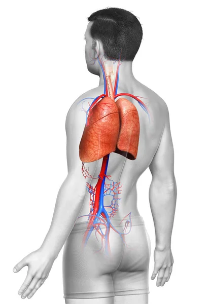 Візуалізація Медично Точна Ілюстрація Чоловічої Анатомії Легень — стокове фото