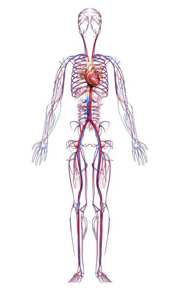 Ilustración Médicamente Precisa Del Sistema Circulatorio —  Fotos de Stock