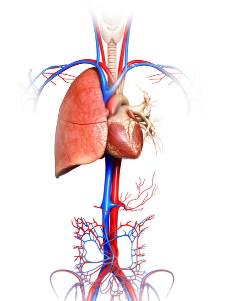 Gerenderte Medizinisch Korrekte Darstellung Einer Lungenanatomie — Stockfoto