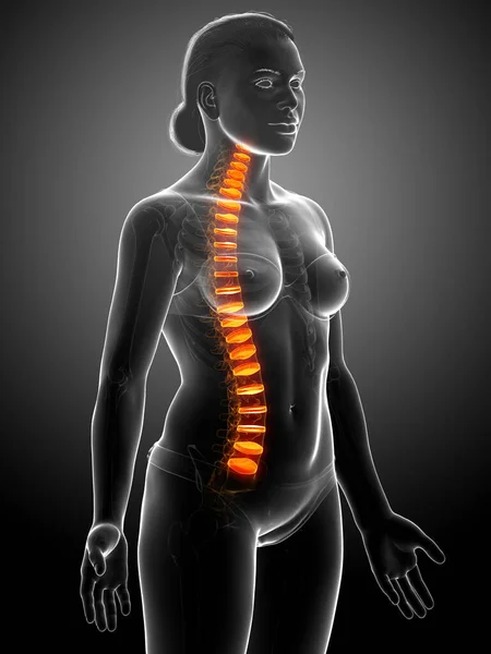 Anatomía Del Disco Intervertebral Espinal — Foto de Stock