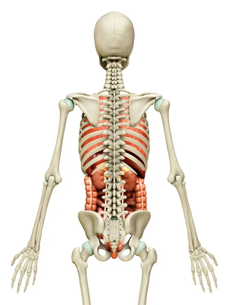 3D对内脏器官和骨骼系统进行了精确的医学描述 — 图库照片