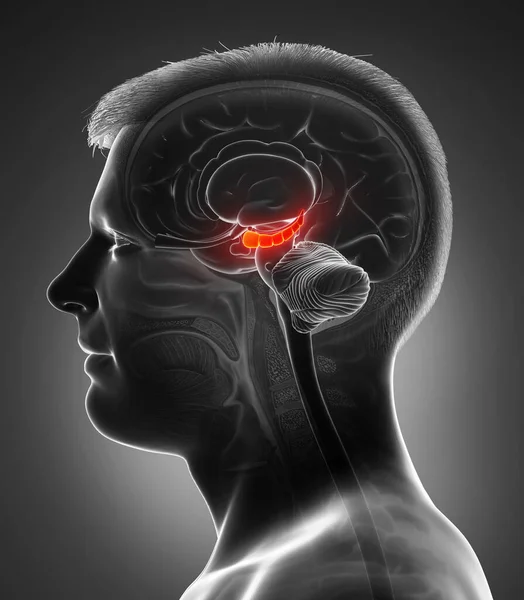 Rendering Medical Illustration Male Brain Hyppocampus Anatomy Cross Section — Stock Photo, Image