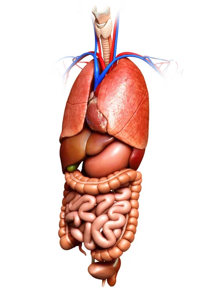 Gerenderte Medizinisch Korrekte Darstellung Der Inneren Organe — Stockfoto