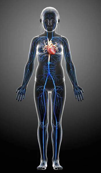 3Dレンダリング医学的に正確なイラストの若い女の子静脈解剖学 — ストック写真