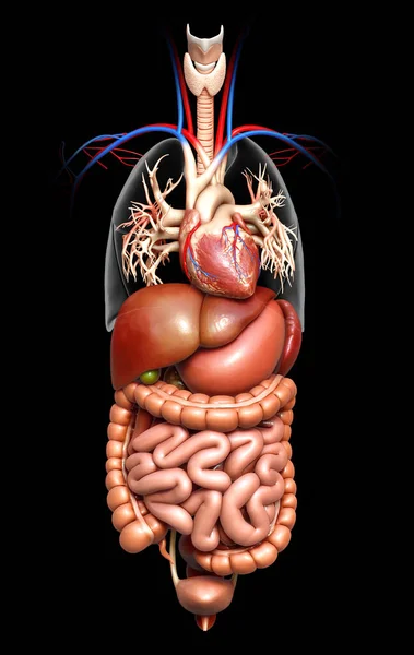 Renderizado Ilustração Medicamente Precisa Sistema Digestivo — Fotografia de Stock