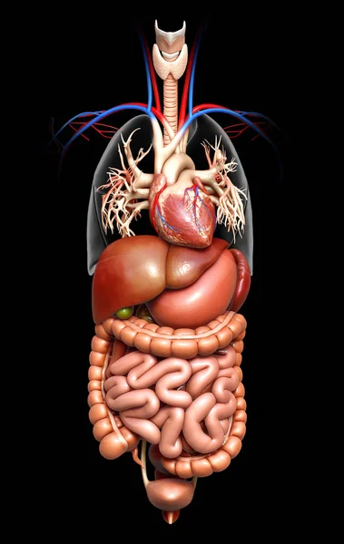 Gjorde Medicinskt Korrekt Illustration Matsmältningssystemet — Stockfoto