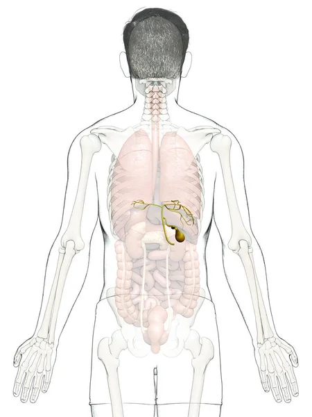 Reso Illustrazione Clinicamente Accurata Organi Maschili Anatomia Della Cistifellea — Foto Stock