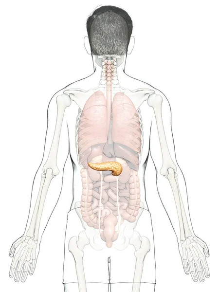 Renderizado Ilustración Médicamente Precisa Páncreas Masculino —  Fotos de Stock