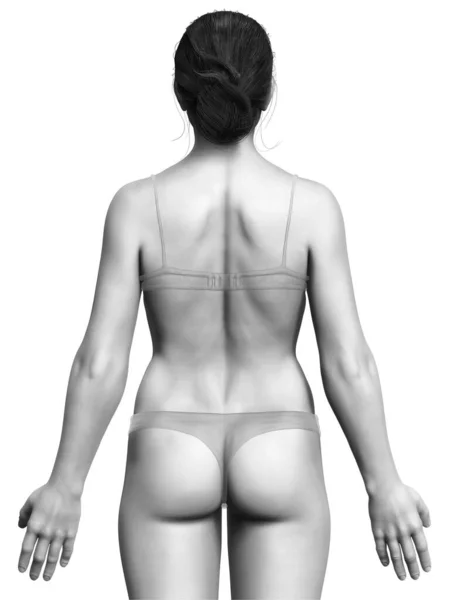 Rendered Illustration Female Body — Stock Photo, Image