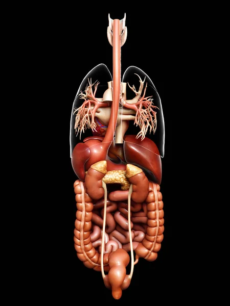 3D对消化系统和心脏进行了准确的医学描述 — 图库照片