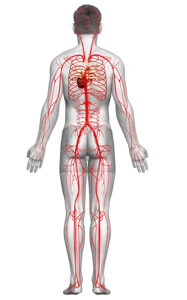 Оказана Медицинская Точная Иллюстрация Мужских Артерий — стоковое фото