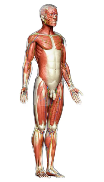Renderowane Medycznie Dokładna Ilustracja Męskiego Układu Mięśniowego — Zdjęcie stockowe