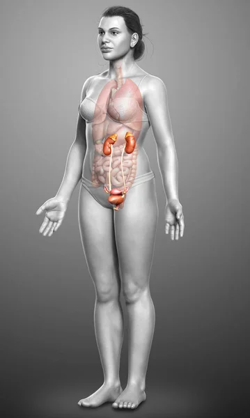 Rendered Medically Accurate Illustration Female Kidneys — Stock Photo, Image