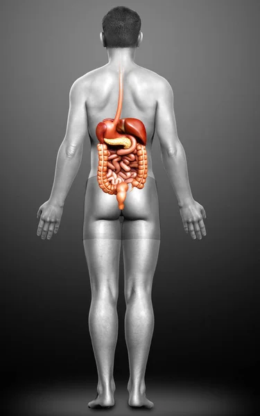 Reso Illustrazione Clinicamente Accurata Maschio Digestive Syste — Foto Stock