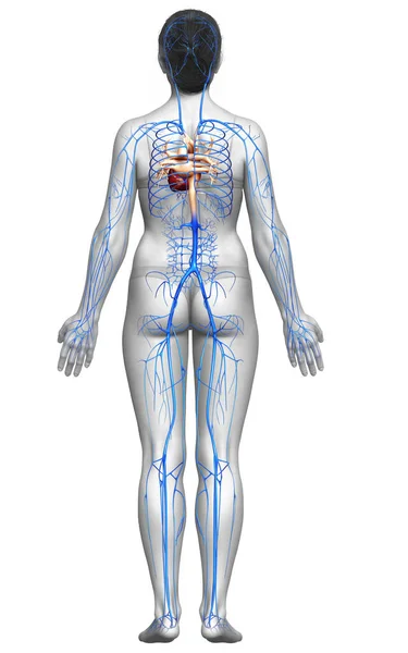 Renderizado Ilustração Medicamente Precisa Uma Anatomia Das Veias Femininas — Fotografia de Stock