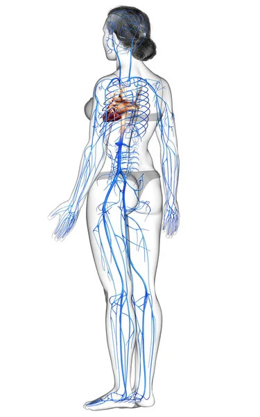 Provedená Lékařsky Přesná Ilustrace Ženské Žíly Anatomie — Stock fotografie