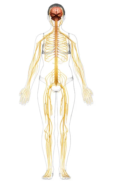 Оказана Медицинская Точная Иллюстрация Женской Нервной Системы — стоковое фото