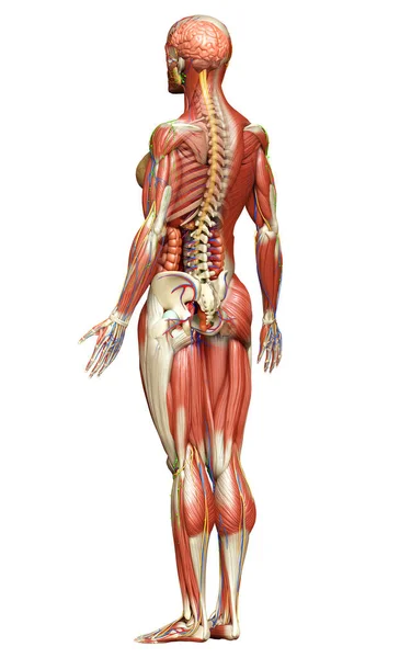 Medisch Accuraat Gemaakt Van Vrouwelijke Anatomie — Stockfoto