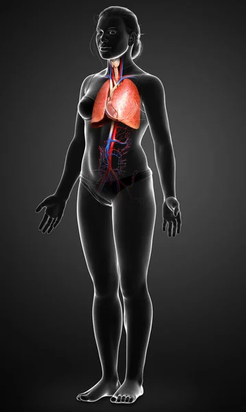 Rendered Medically Accurate Illustration Female Lung Anatomy — Stock Photo, Image