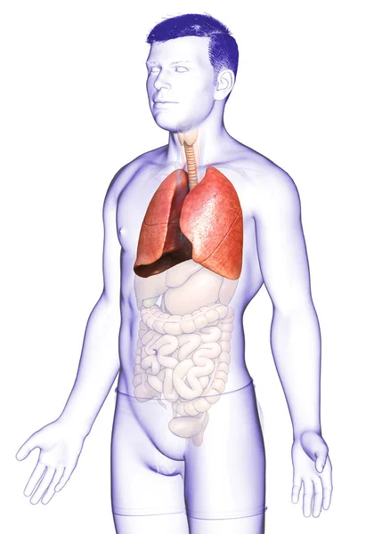 Rendered Medically Accurate Illustration Male Lung Anatomy — Stock Photo, Image