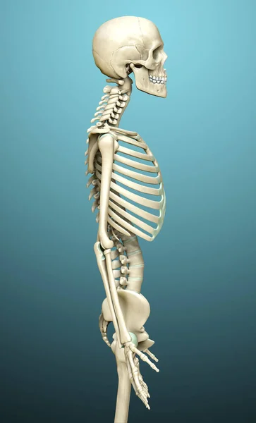 Weergegeven Medisch Nauwkeurige Illustratie Van Het Skelet Systeem — Stockfoto