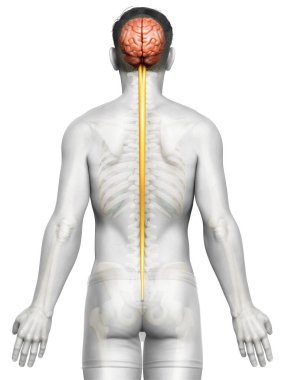 3D, bir erkek beyninin tıbben doğru bir gösterimi.