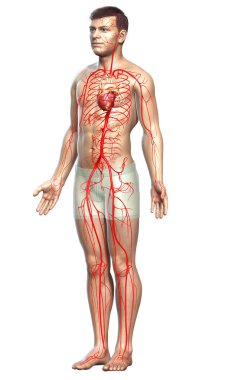 3D, erkek atardamarlarının tıbben doğru çizimi.