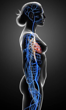 Dişi dolaşım sisteminin 3D çizimi