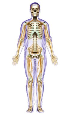 3D, sinir sistemi ve iskelet sisteminin tıbbi olarak doğru bir gösterimi.