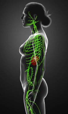 3D, tıbbi olarak bir kadın lenf sisteminin doğru bir çizimi.