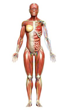 3D, tıbbi olarak kadın anatomisini doğruluyor.