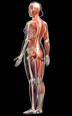 3D, tıbbi olarak kadın anatomisini doğruluyor.